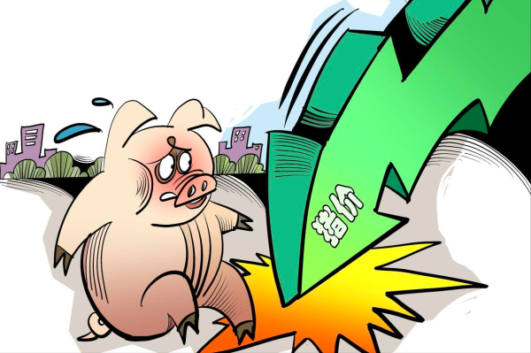 安全炒股配资网 跌跌不休！猪价下跌“跌猛了”！附：8月18日猪价